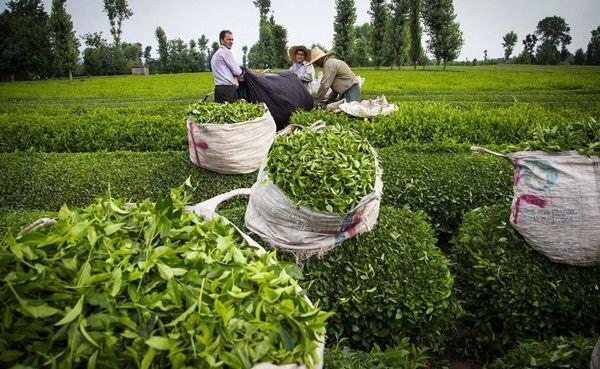 60 درصد برگ سبز چای گیلان درجه یک است