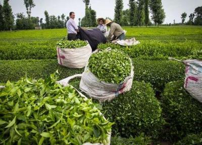 60 درصد برگ سبز چای گیلان درجه یک است