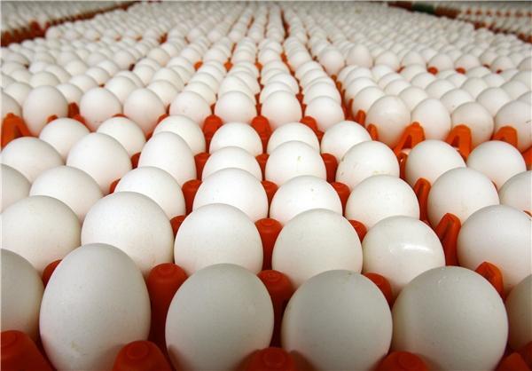قیمت تخم مرغ چقدر در میادین میوه و تره بار ارزان تر است
